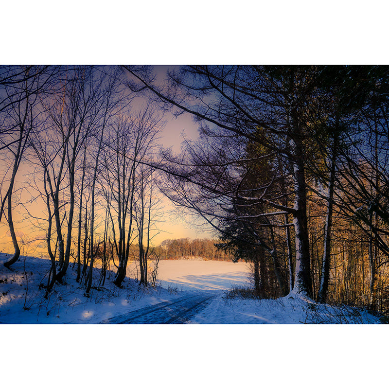 Forest Scenery Wall Mural Modernism Style Wall Decoration for Sitting Room