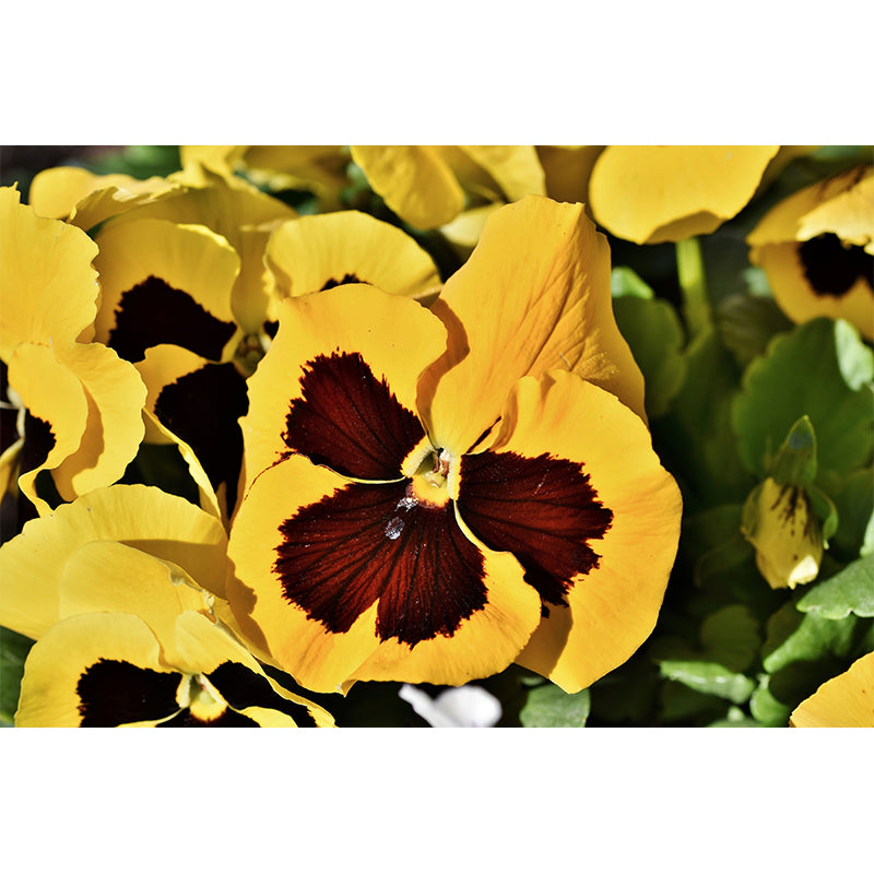 Pansy Flower Mural Wallpaper for Bedroom Wall Decor, Customized Size Available