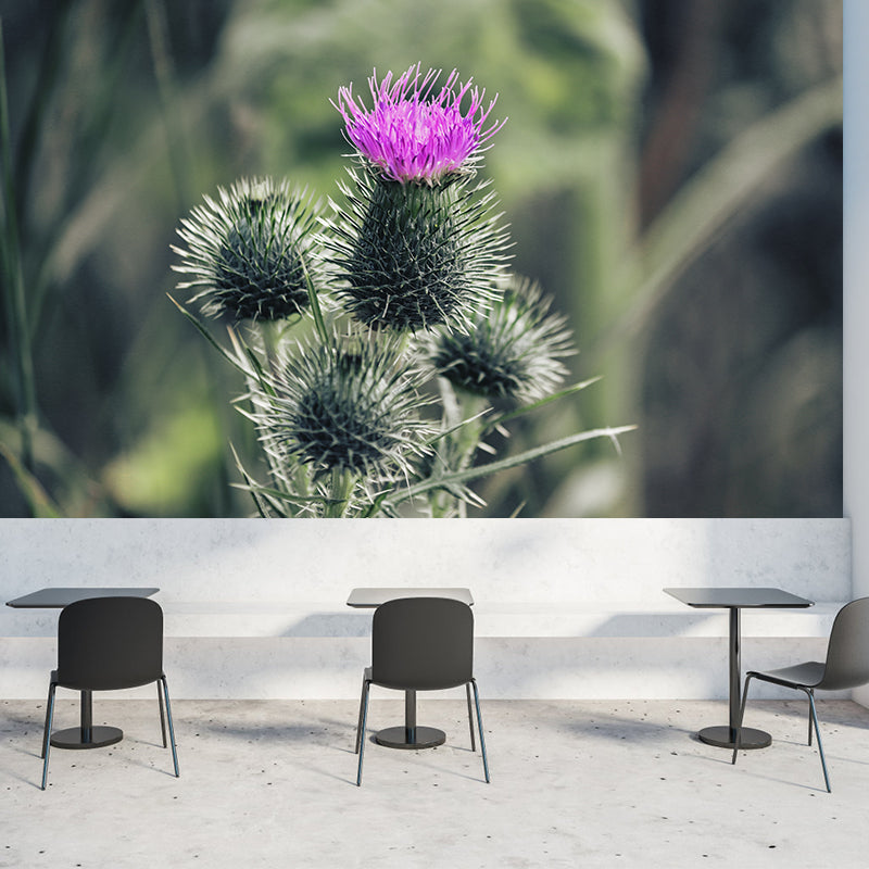 Cirsium Plant Wall Mural for Reading Room Decoration, Moisture Resistant