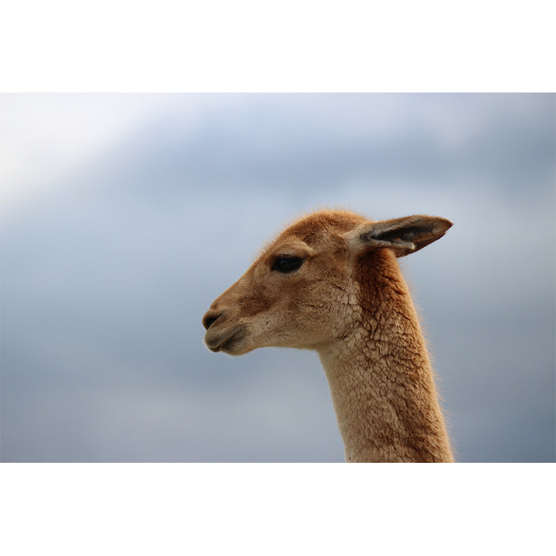 Alpaca Animal Wall Mural for Living Room, Moisture Resistant, Made to Measure