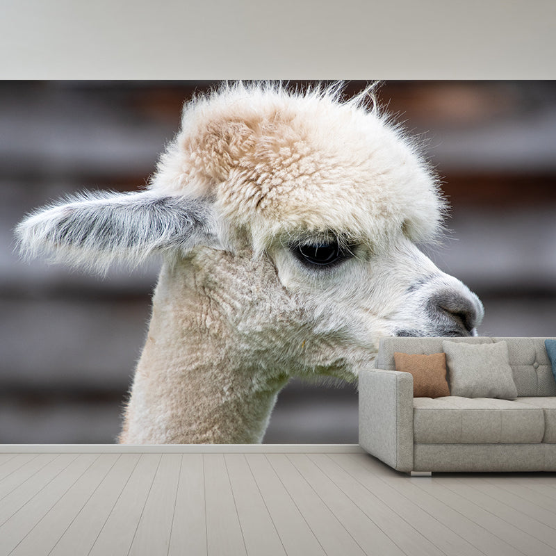 Alpaca Animal Wall Mural for Living Room, Moisture Resistant, Made to Measure