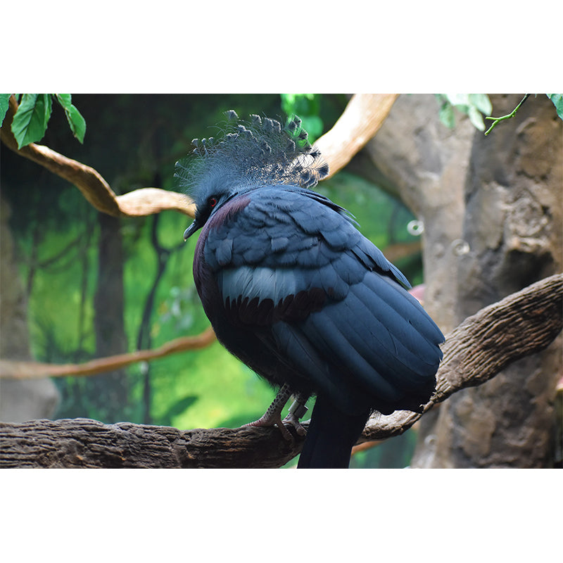 Victoria Crowned Pigeon Animal Mural Wallpaper for Living Room Home Decor