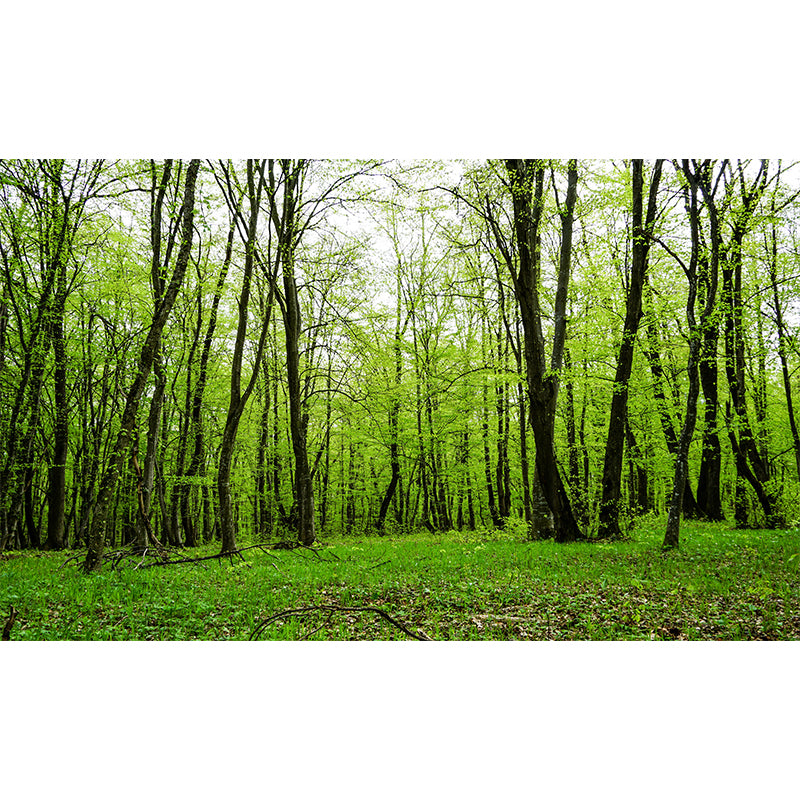 Forest Wall Mural for Sitting Room Bedroom Home Decor, Made to Measure