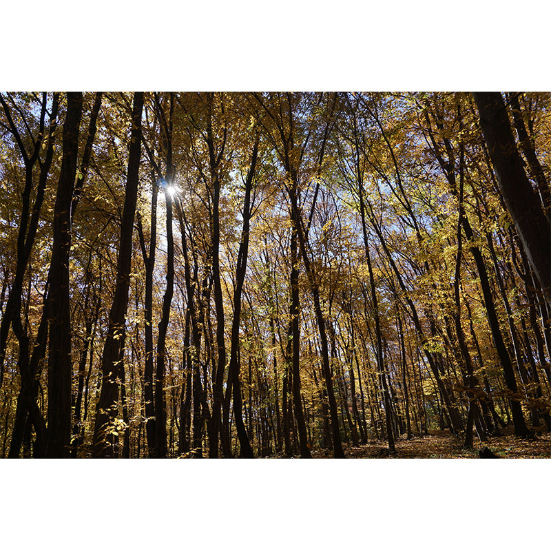 Forest Trees Mural Wallpaper, Stain Resistant Wall Decor for Kitchen Dining Room