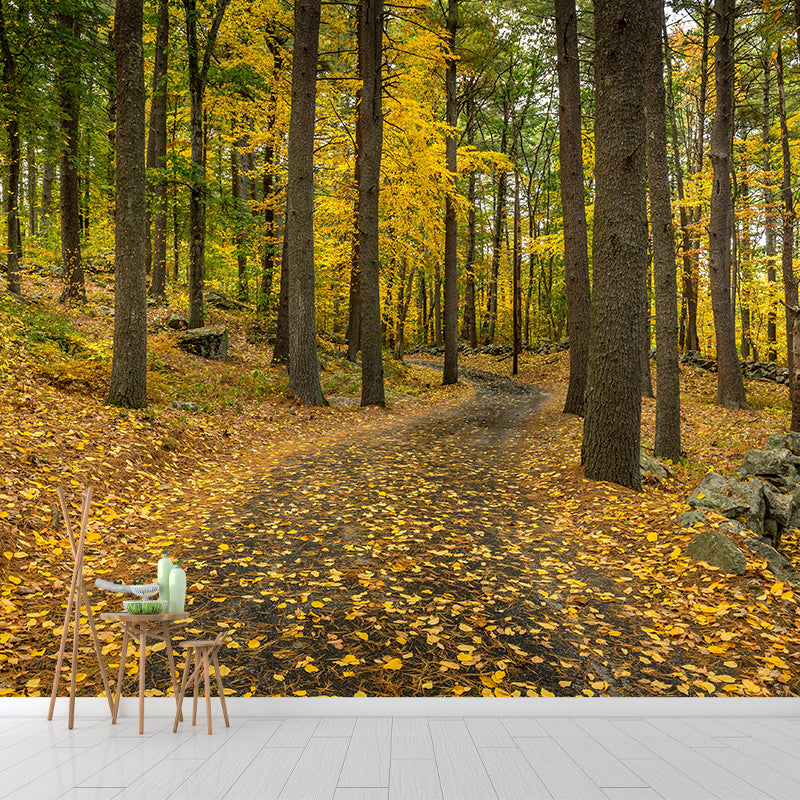 Autumn Forest Trees Wall Mural for Sitting Room Bedroom Home Decor, Made to Measure