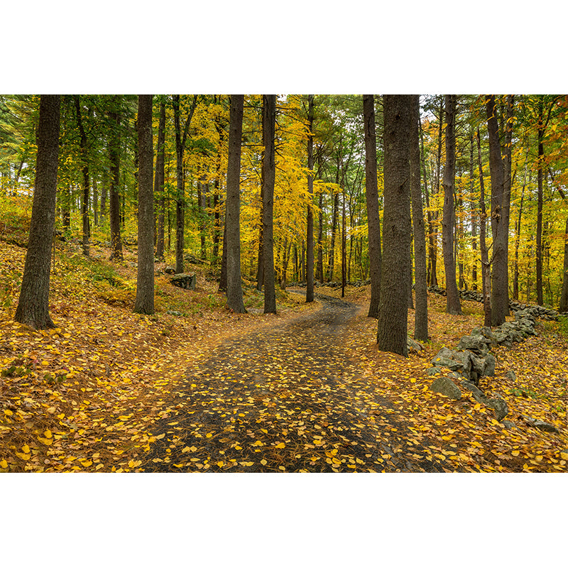 Autumn Forest Trees Wall Mural for Sitting Room Bedroom Home Decor, Made to Measure