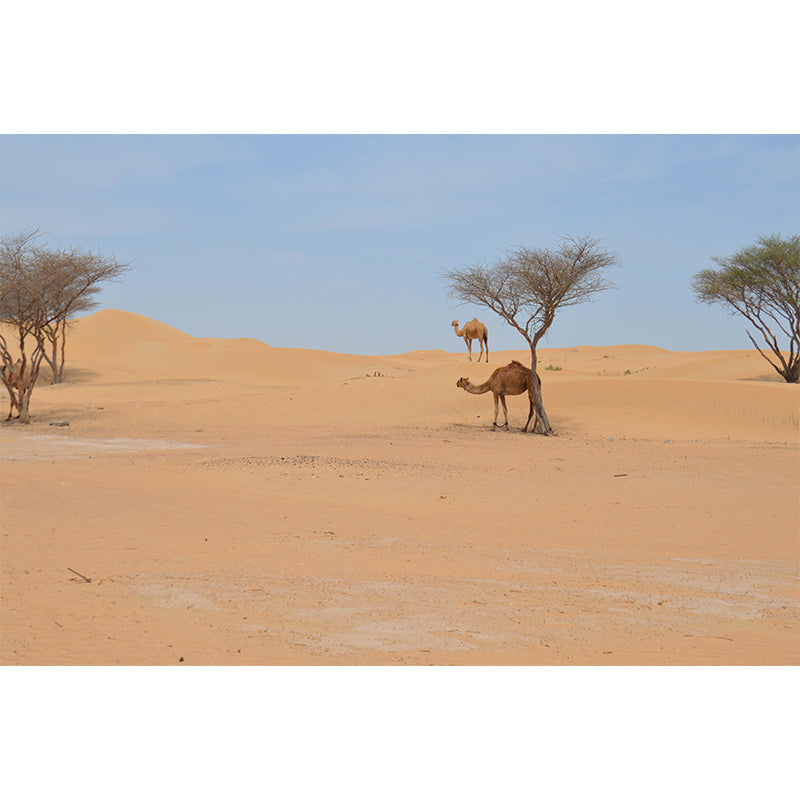 Soft Color Desert Mural Decal Nature Scenery Modern Mildew Resistant Wall Art