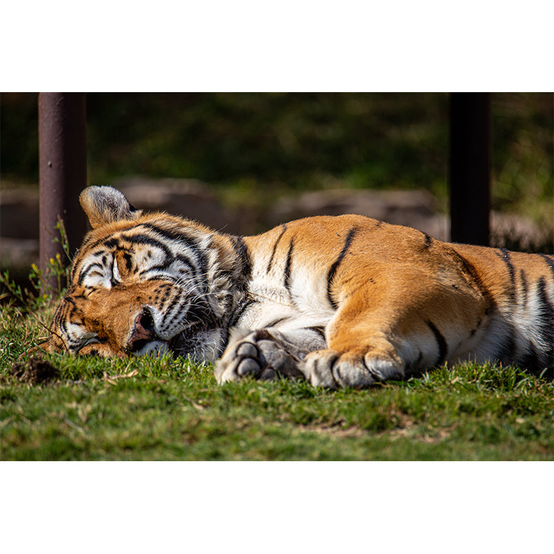 Tiger Animal Wall Mural Stain Resistant Wall Covering for Living Room Bedroom