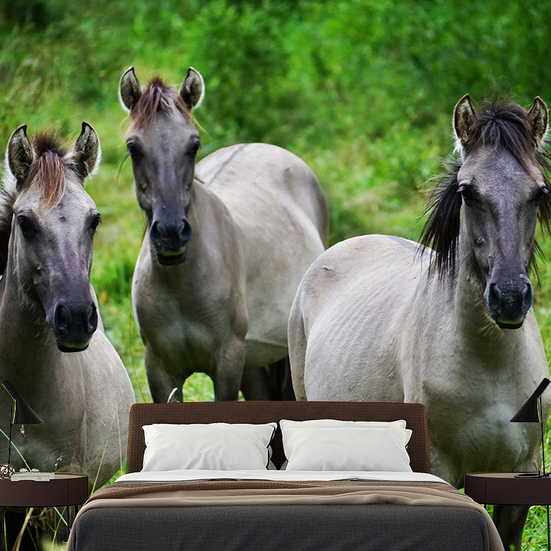 Horse Herd Removable Wall Mural for Sitting Room, Custom Size Available