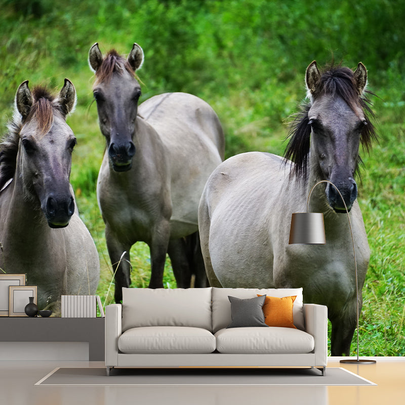 Horse Herd Removable Wall Mural for Sitting Room, Custom Size Available