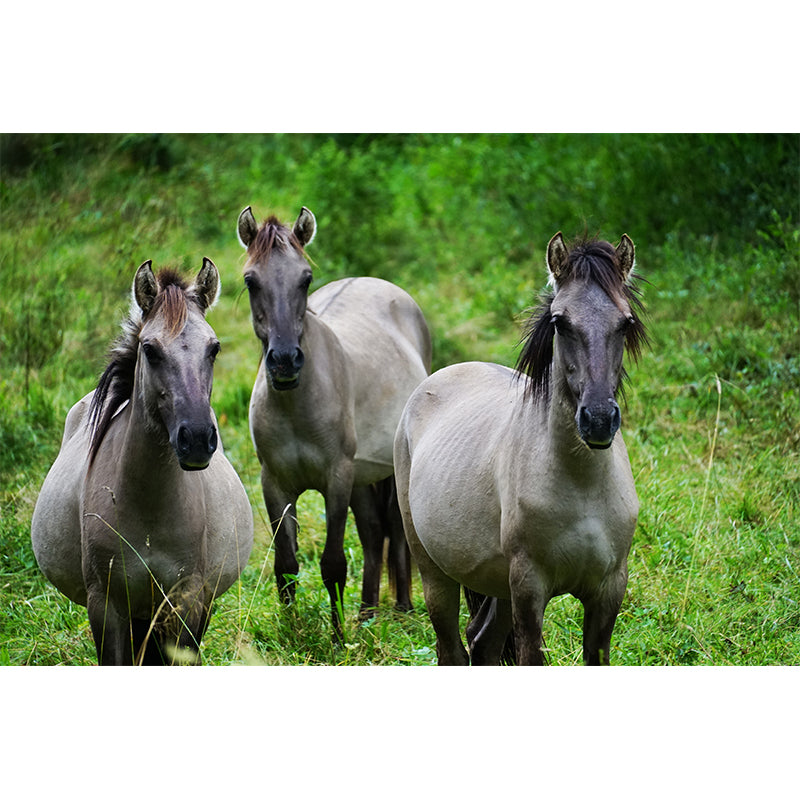Horse Herd Removable Wall Mural for Sitting Room, Custom Size Available
