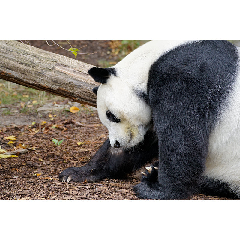 Cute Panda Wall Mural Customized Modern Wall Covering for Bedroom, Water Resistant