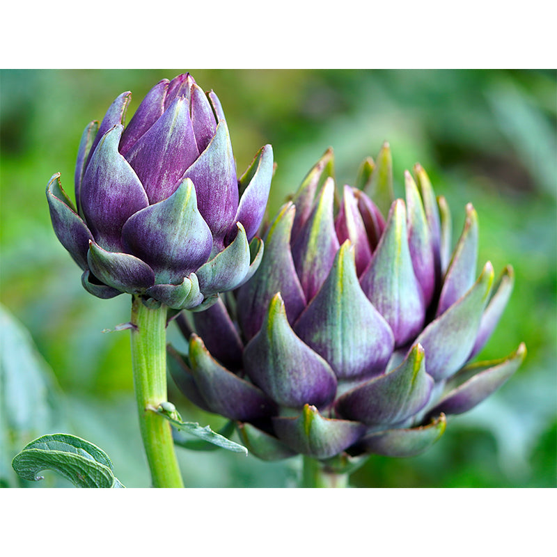 Artichoke Plant Removable Wall Mural for Reading Room, Water Resistant