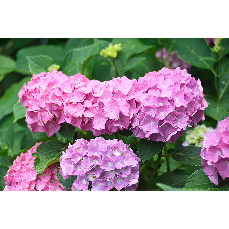 Hydrangeas Mural Wallpaper for Girls Bedroom, Light Color, Custom Print