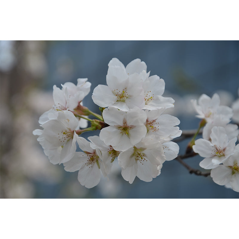 Cherry Blossom Modern Wall Covering for Sleeping Room House Decor, Waterproofing