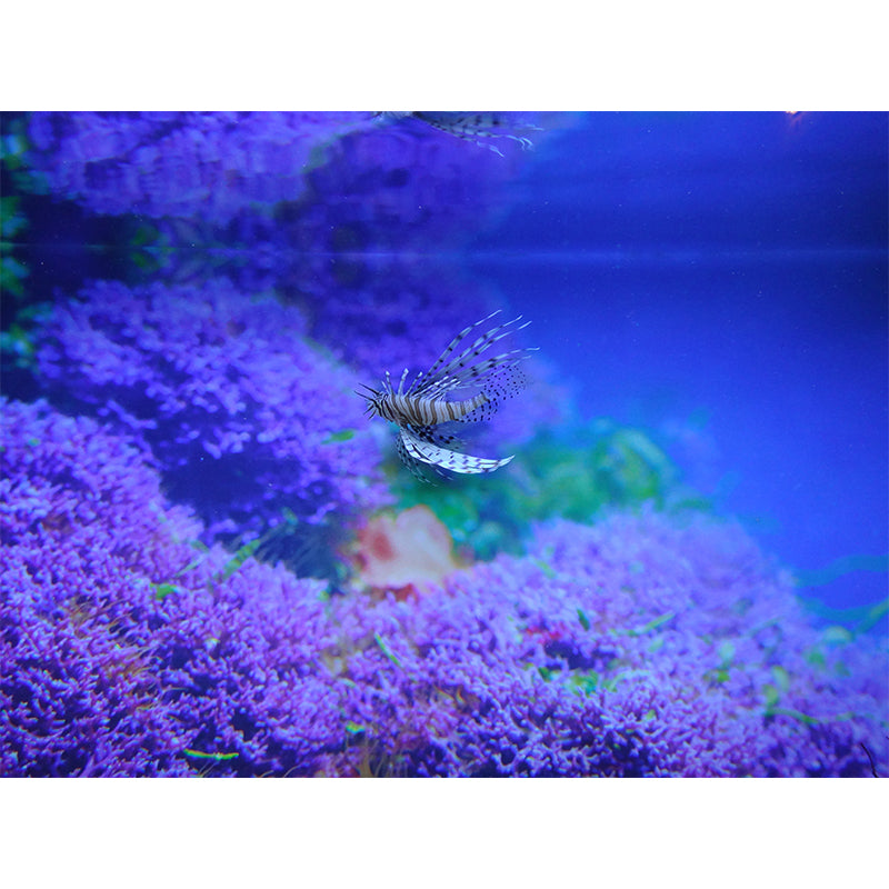 Tropical Seabed Landscape Mural for Living Room Decoration, Moisture Resistant