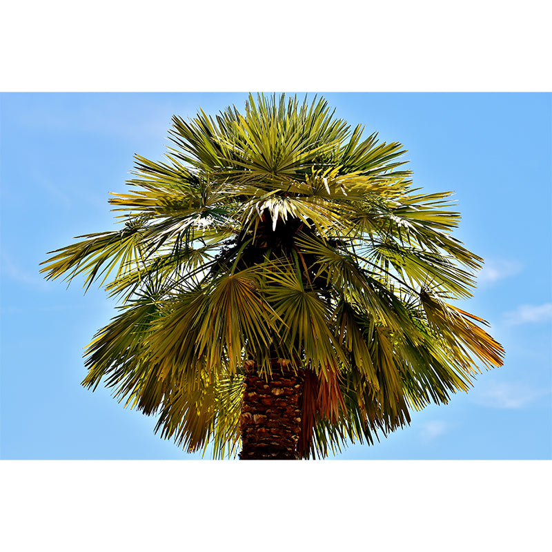 Tropical Palm Tree Personalized Size Wall Covering for Sitting Room Bedroom