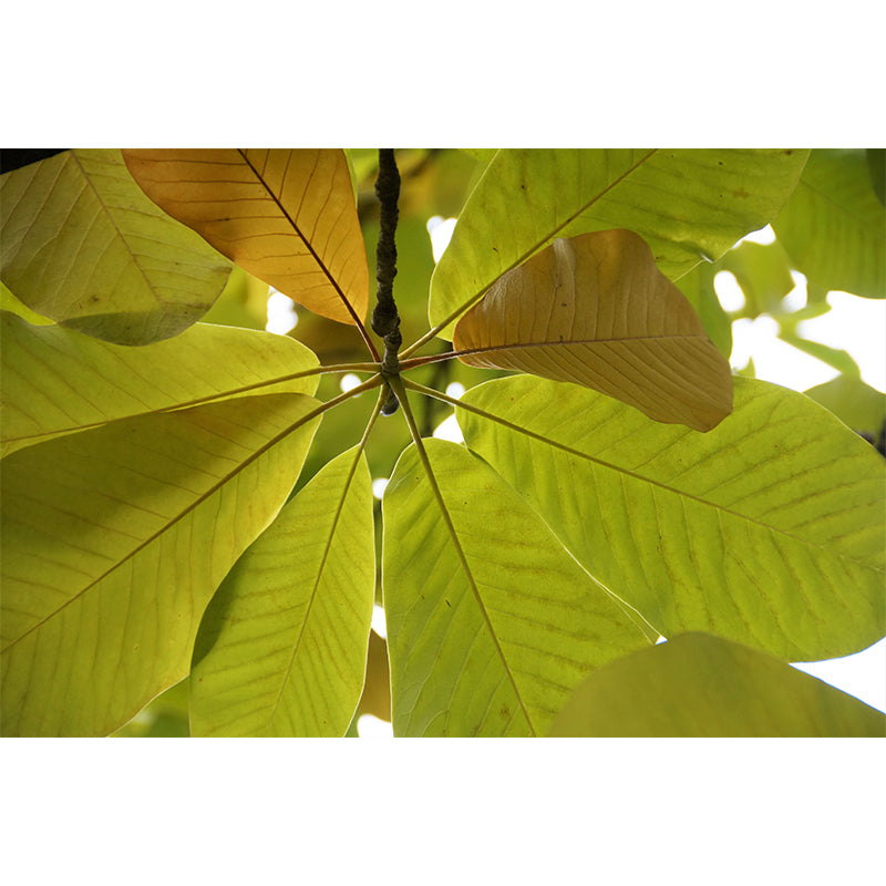 Tree Leaf Wall Mural for Guest Room Decor Moisture Resistant Home Decor