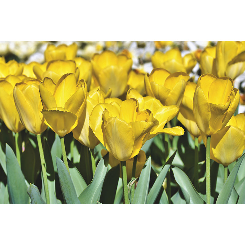 Tulip Mural Wallpaper Custom-Printed Flower Wall Covering for Sleeping Room