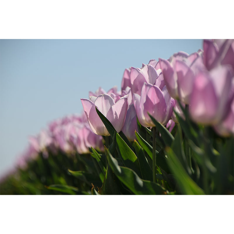 Blossoming Tulip Home Decor Personalized Size Wall Mural Decal for Girl's Bedroom