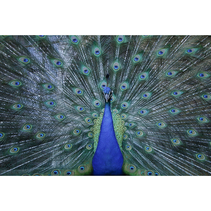 Beautiful Peacock Mural Wallpaper Stain Resistant Wall Covering for Living Room