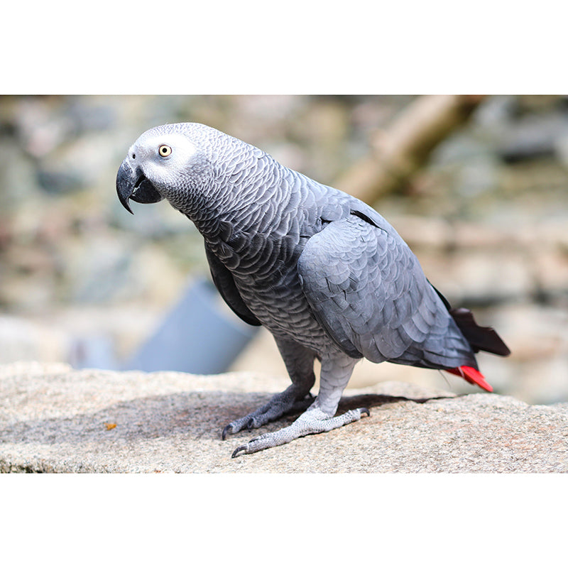 Parrot Animal Mural Wallpaper Stain Resistant Wall Covering for Living Room