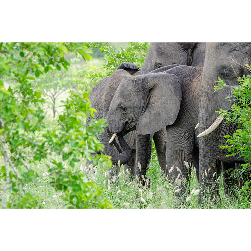 Elephant Animal Mural Wallpaper Stain Resistant Wall Covering for Living Room