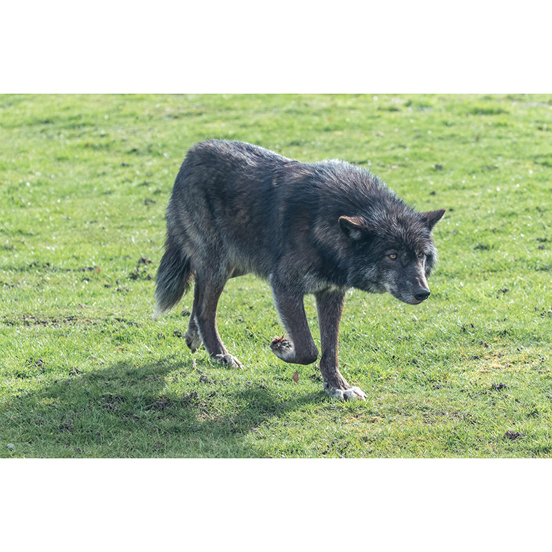 Handsome Woif Mural Wallpaper Stain Resistant Wall Covering for Living Room