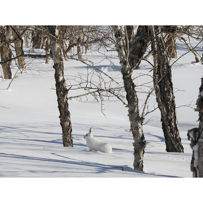 Hare Animal Mural Wallpaper Stain Resistant Wall Covering for Living Room