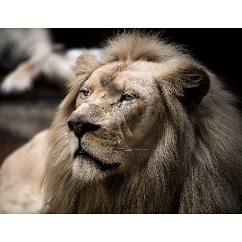 Handsome Lion Mural Wallpaper Stain Resistant Wall Covering for Living Room