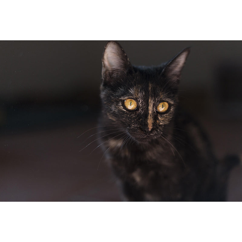 Lovely Kitten Mural Wallpaper Stain Resistant Wall Covering for Sitting Room