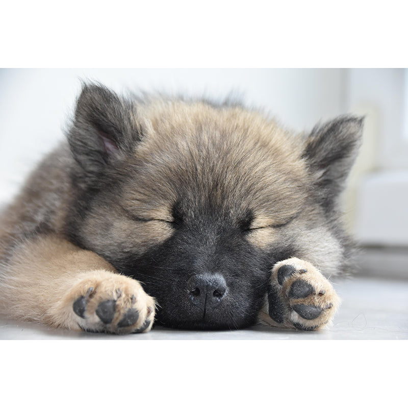 Puppy Animal Mural Wallpaper Stain Resistant Wall Covering for Living Room