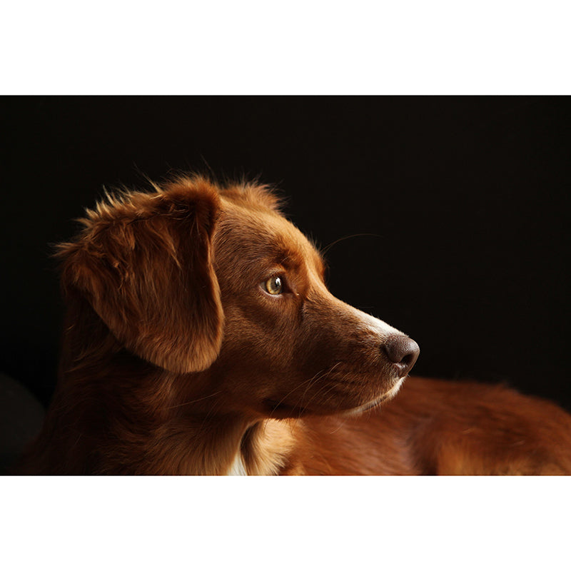 Lovely Dog Mural Wallpaper Stain Resistant Wall Covering for Sitting Room