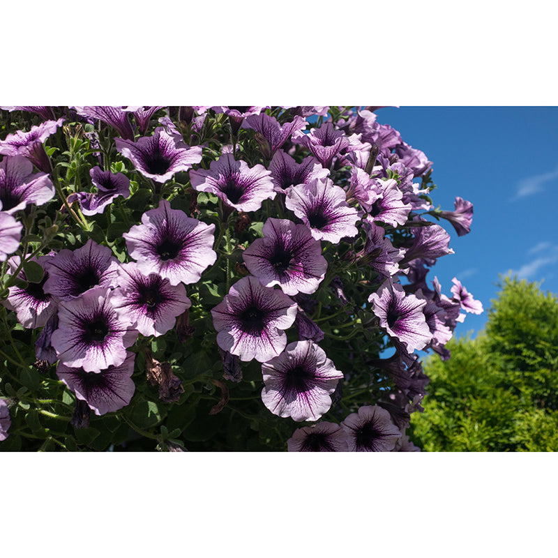 Modern Petunia Mural Wallpaper Stain Resistant Wall Covering for Living Room