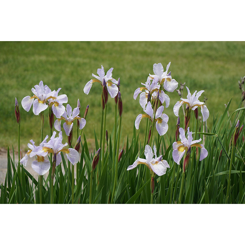 Modern Iris Mural Wallpaper Stain Resistant Wall Covering for Living Room