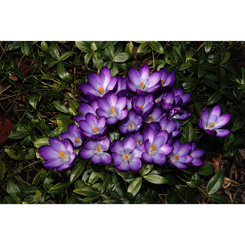 Modern Saffron Mural Wallpaper Stain Resistant Wall Covering for Living Room