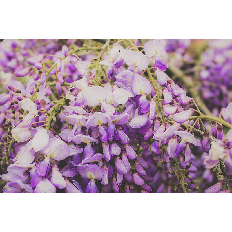 Modern Wisteria Mural Wallpaper Stain Resistant Wall Covering for Living Room