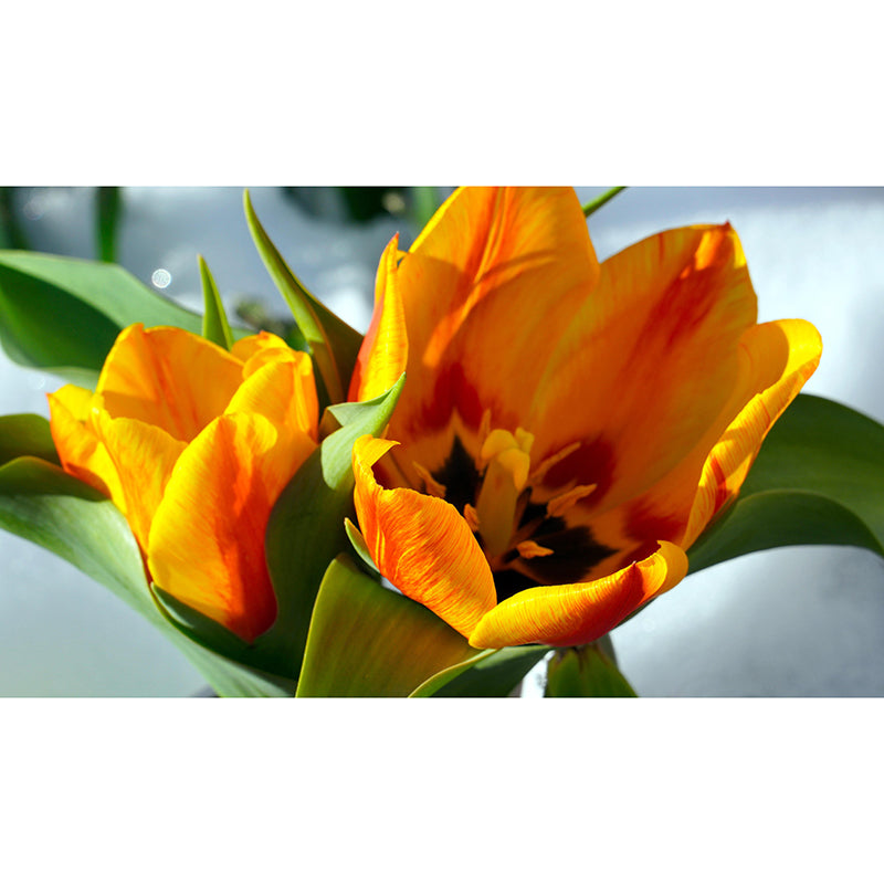 Tulip Blooming Mural Wallpaper Stain Resistant Wall Covering for Sitting Room