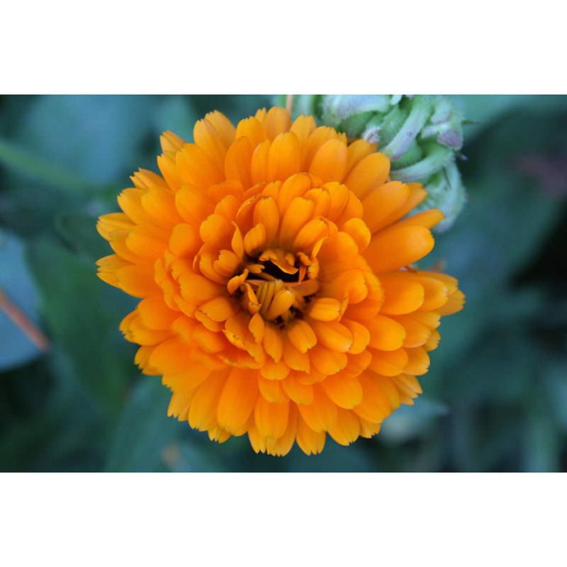 Modern Marigold Mural Wallpaper Stain Resistant Wall Covering for Living Room