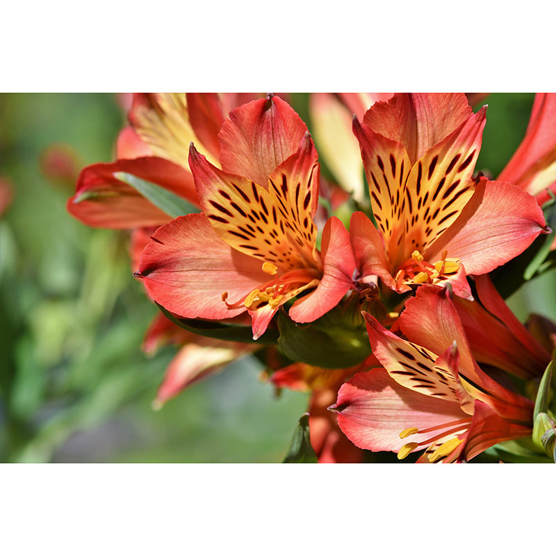 Modern Rhododendron Mural Wallpaper Stain Resistant Wall Covering for Living Room