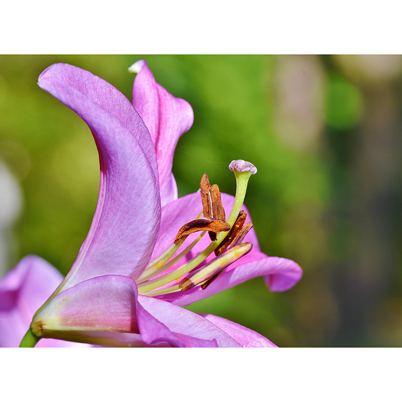 Lily Blooming Mural Wallpaper Stain Resistant Wall Covering for Sitting Room