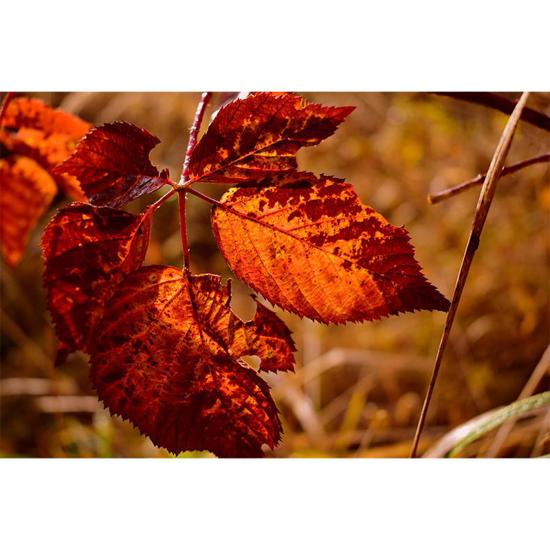 Leaves Murals Full Size Sitting Room Home Decor, Custom Size Available