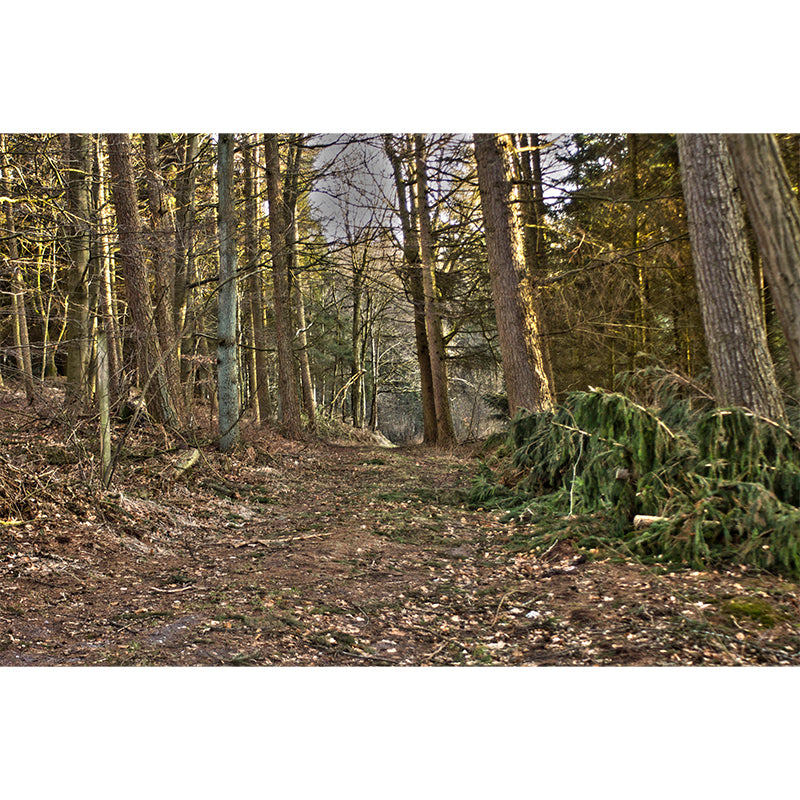 Forest Wall Paper Murals Moisture Resistant Wall Decor for Sleeping Room