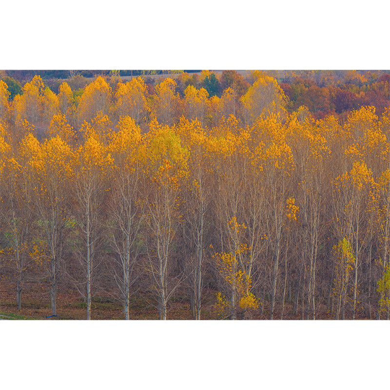 Modern Forest Trees Wall Covering for Home Wall Decor, Moisture Resistant