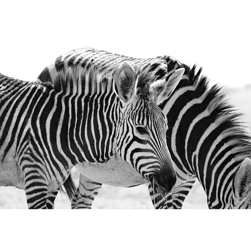 Black and White Zebra Wall Covering for Home Wall Decor, Water Resistant