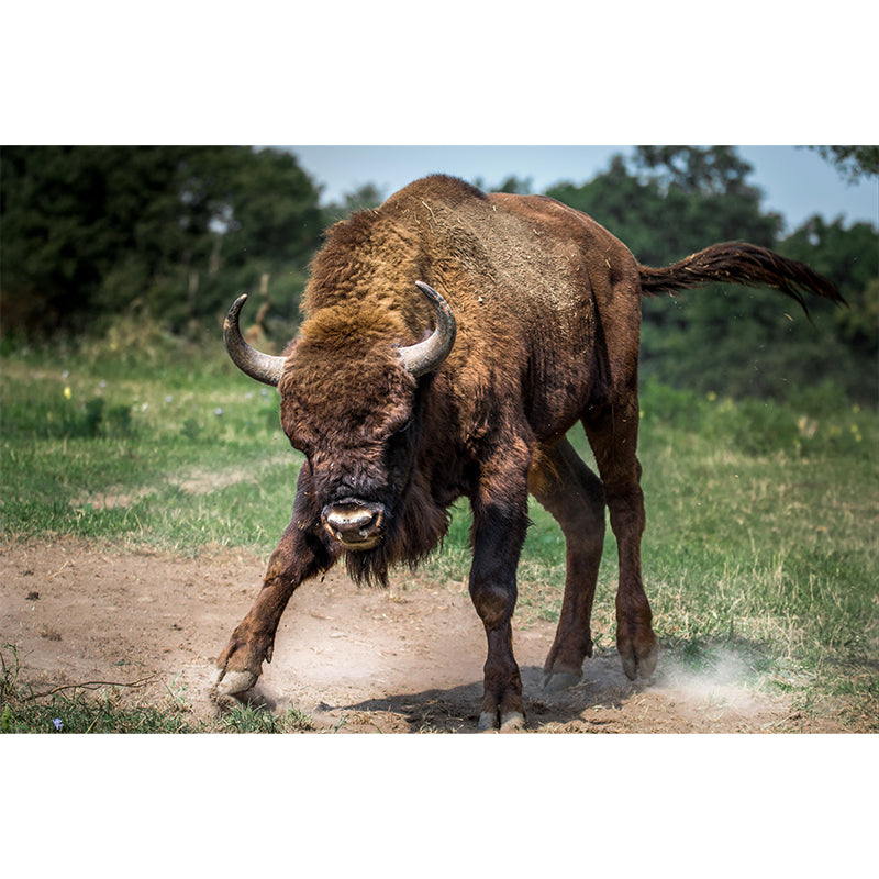 Bison Animal Contemporary Wall Art Personalized Size Mural Wallpaper for Sitting Room