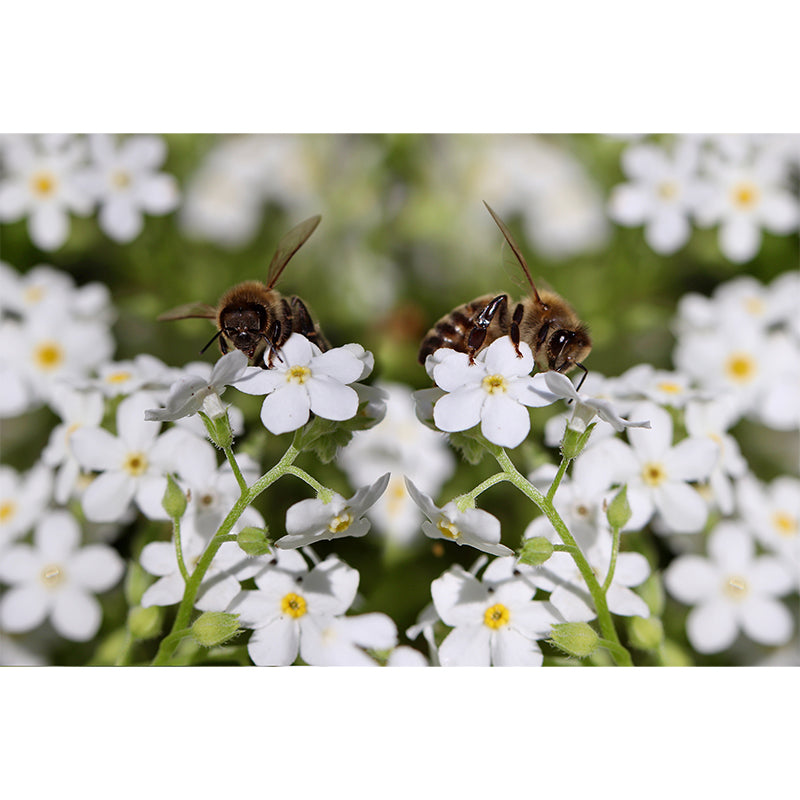 Forget Me Not Mural Personalized Size Wall Covering for Sleeping Room