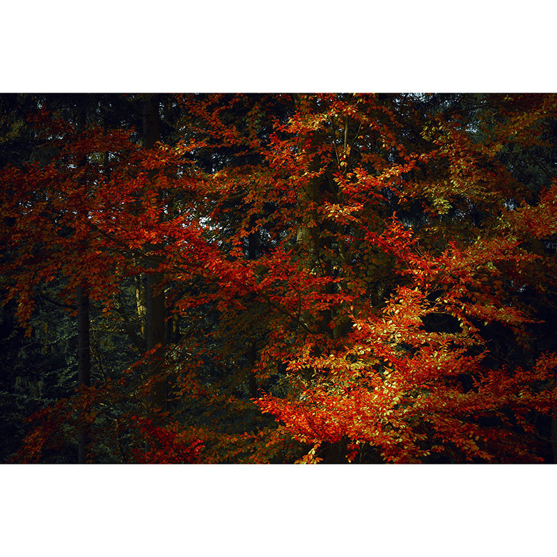 Forest Mural Wall Covering Decorative Mildew Resistant for Home Room