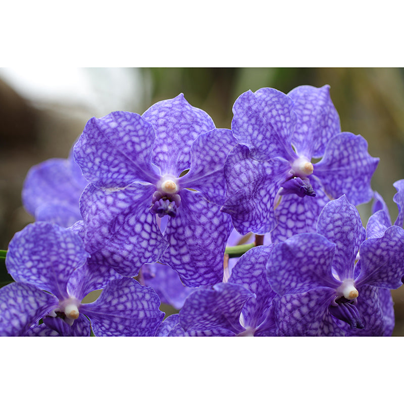 Customized Orchid Mural Wall Covering Decorative Mildew Resistant for Living Room