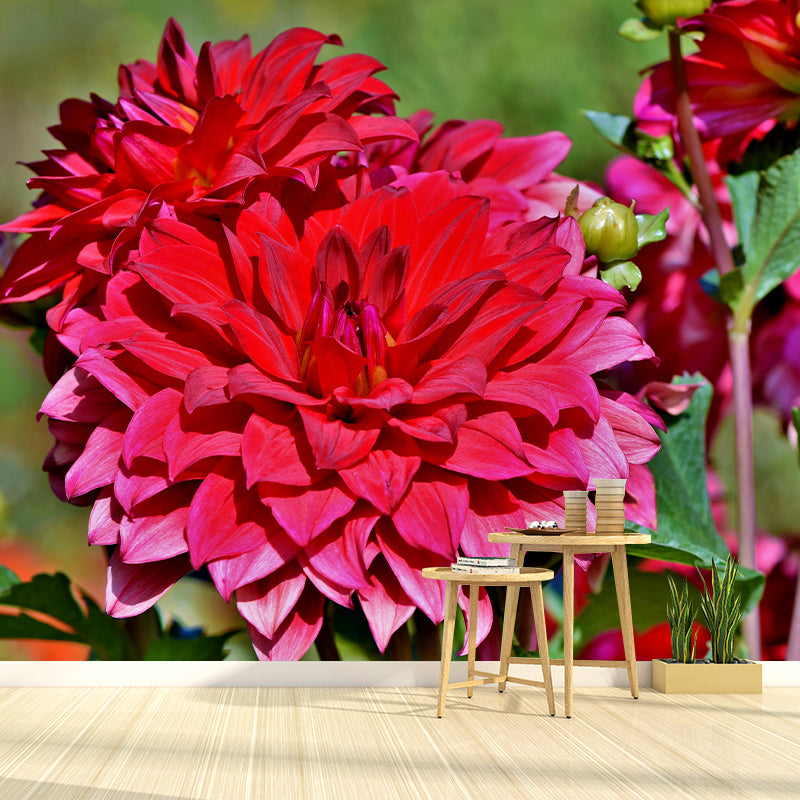 Customized Dahlias Mural Wall Covering Decorative Mildew Resistant for Living Room